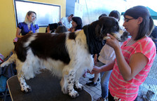 Adriana Morillas con 'Sandokan de los tres robles', su English Springer Spaniel, que ha quedado segundo en la competici&oacute;n.