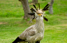 El nuevo Secretario, peculiar rapaz que los visitantes podr&aacute;n observar en la Exhibici&oacute;n de Aves Rapaces.