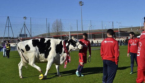 Como no pod&iacute;a ser de otra forma, una vaca protagoniz&oacute; el anuncio de Lacturale.