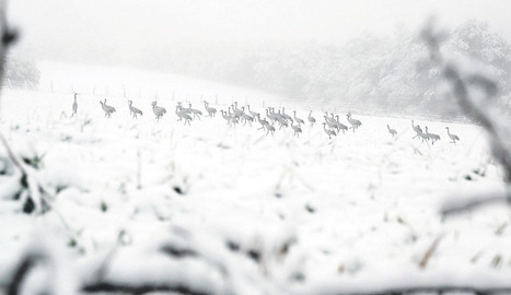 external image _pajaros_4f61d3cc.jpg