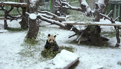 El zoo de Madrid y uno de sus osos panda.. Efe