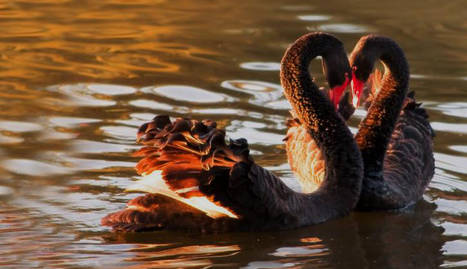 Dos cisnes negros se cortejan