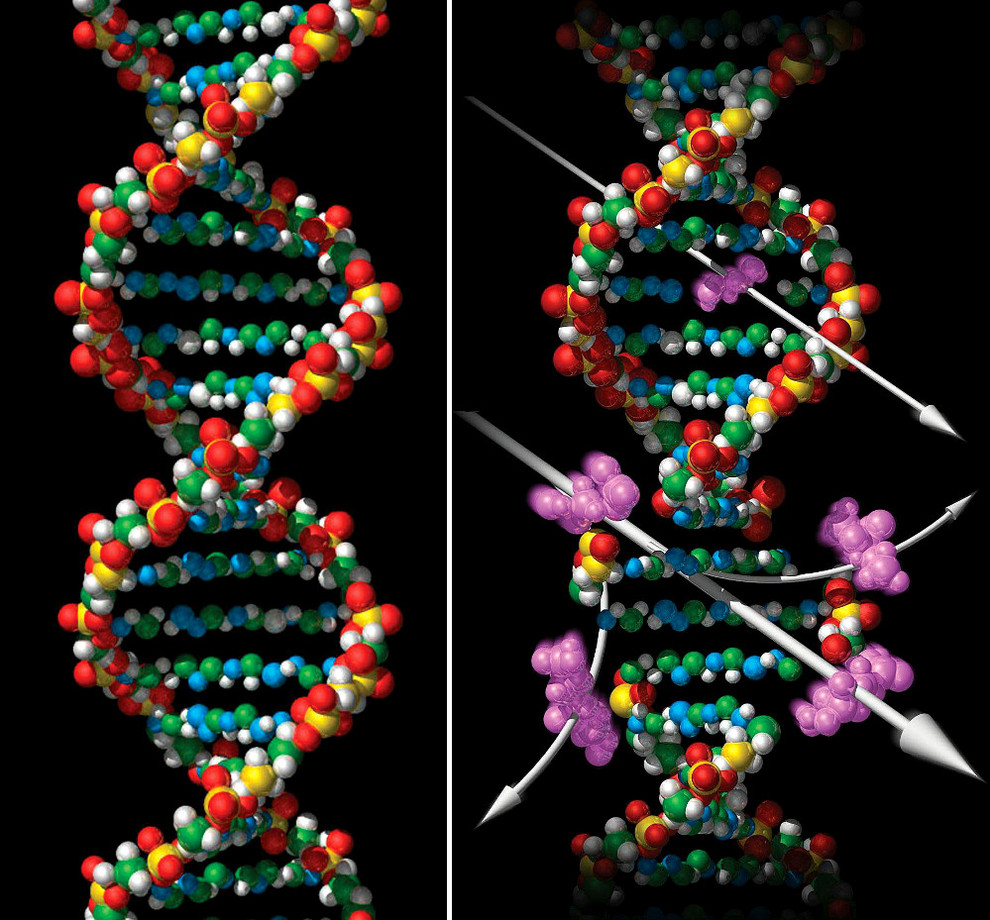 Resultado de imagen de Los genes y la estructura de doble hélice que llegó hasta nosotros