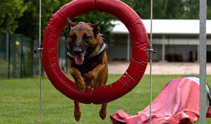 Ron, perro de rescate de Polic&iacute;a Foral entrena en la pista de obst&aacute;culos.