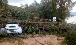 Muere un perro al caer un &aacute;rbol sobre un coche aparcado en una zona prohibida de Alloz