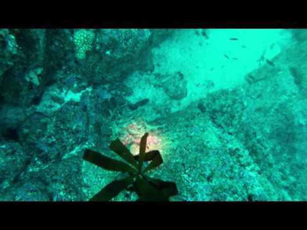 Ataque de un pulpo gigante en California