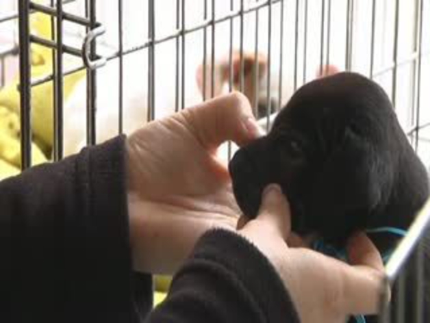 España es el país europeo que más mascotas abandona