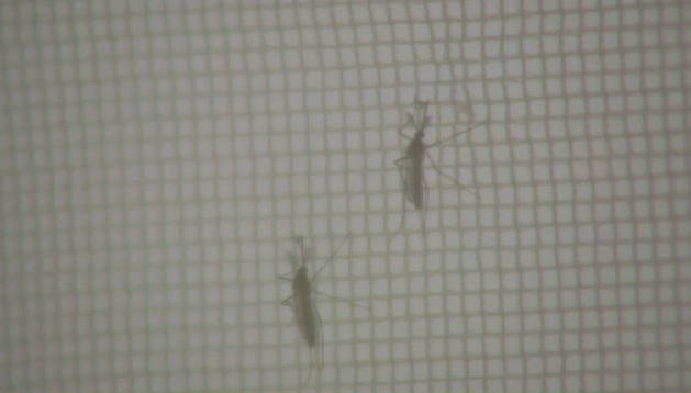 Sanidad vigila posibles focos de infección del virus del chikungunya
