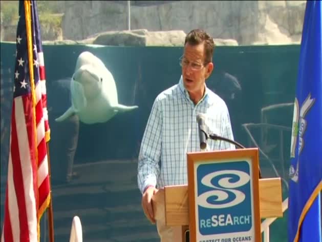 Una ballena 'escucha' un discurso político