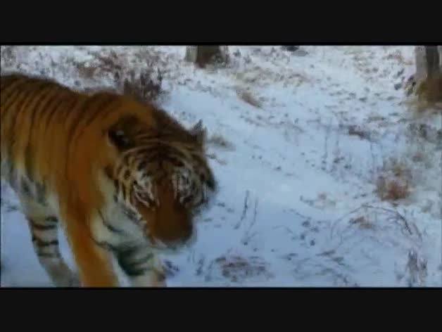 Una cabra 'le planta cara' a un tigre