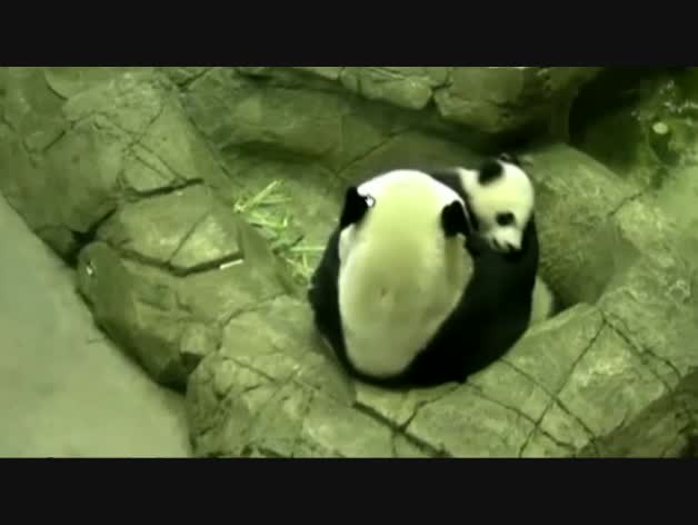 Bei Bei, nueva estrella del zoo de Washington
