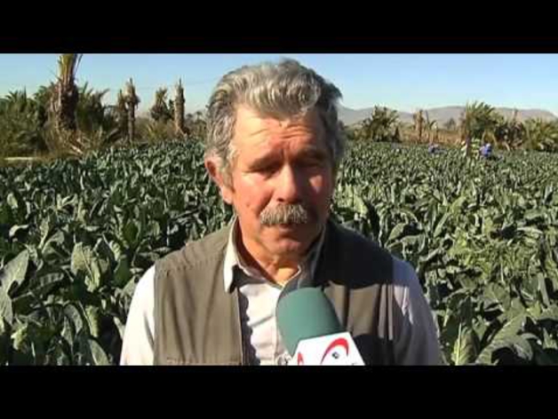 El calor beneficia a la fresa