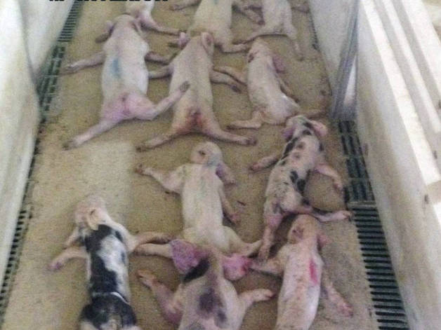 Maltratan hasta la muerte a unos lechones y lo difunden en vídeo