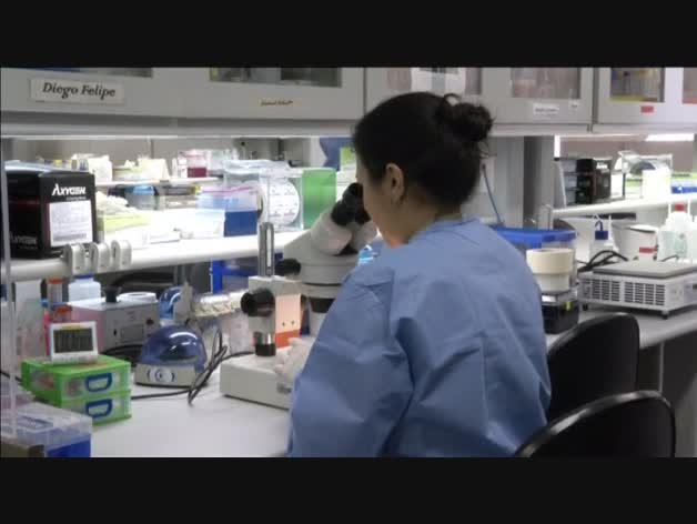 Primer caso en España de microcefalia por el virus del zika
