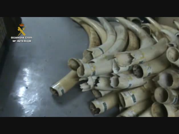 La Guardia Civil decomisa 74 colmillos de elefante africano