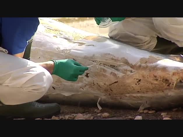 Unos bañistas de Jávea remolcan a la orilla al cadáver de una ballena