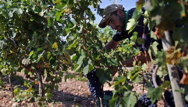Asomado entre la espesura de la cepa, un trabajador se dispone a retirar un racimo de uva en un viñedo de Murchante.