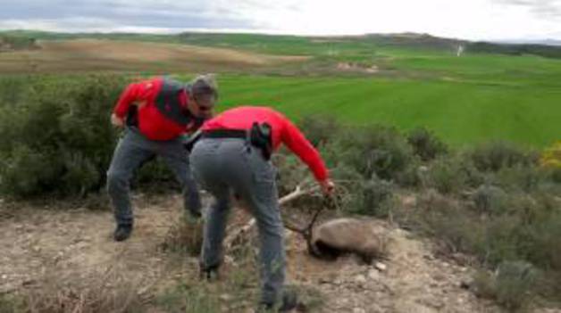 Liberación de un tejón en Tierra Estella