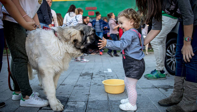 Una niña acaricia el hocico de un ejemplar en el encuentro de ayer por la tarde de Mastín del Pirineo.