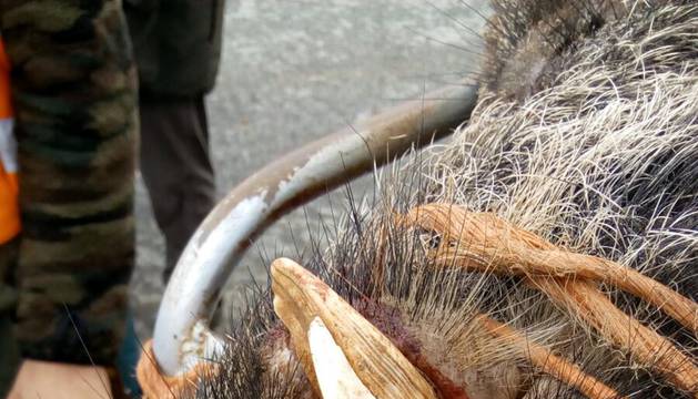 Jabalí gigante, cazado en Tierra Estella