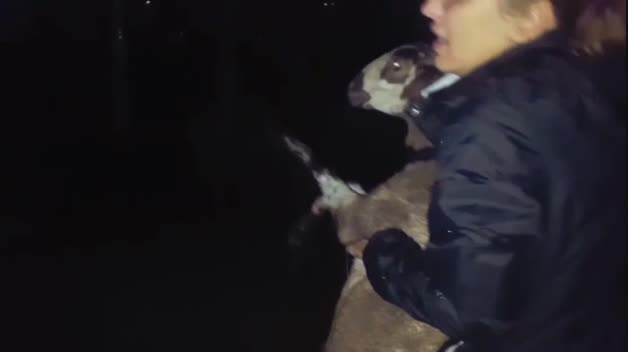 Centenares de animales rescatados de protectoras inundadas en Málaga