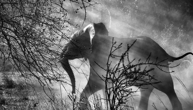 Resultado de imagen de SEBASTIAO SALGADO GENESIS