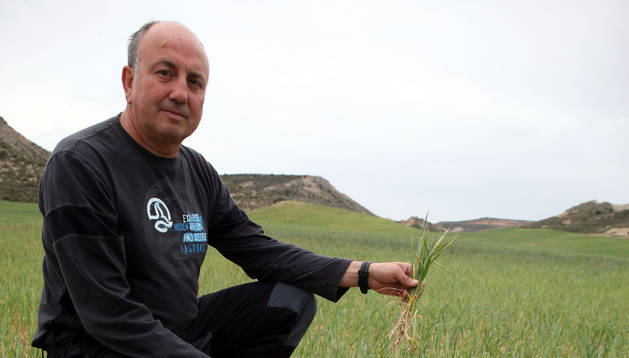 El agricultor Alberto Arrondo Lahera, en un trigal en el término de 'Pedregoso', en Fustiñana.