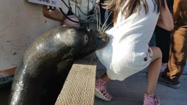 Un león marino lanza al agua a una niña