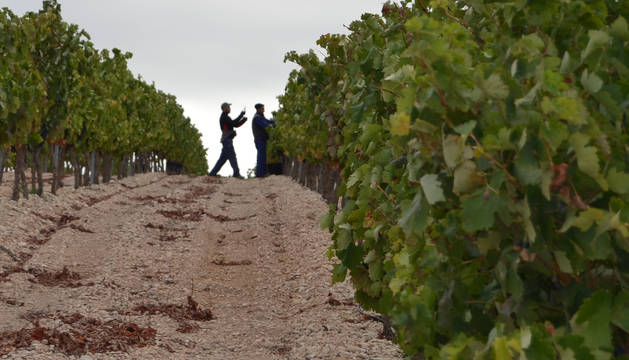 Dos trabajadores en una imagen de la pasada vendimia en el término de Roturas de Andosilla.