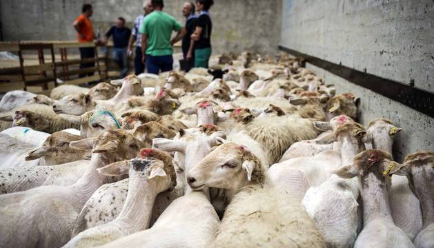 50 edición del Artzai Eguna en Uharte Arakil