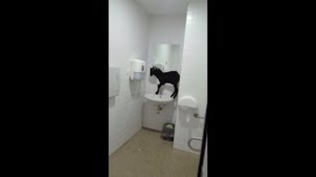 Una cabra se cuela en el Hospital La Fe de Valencia