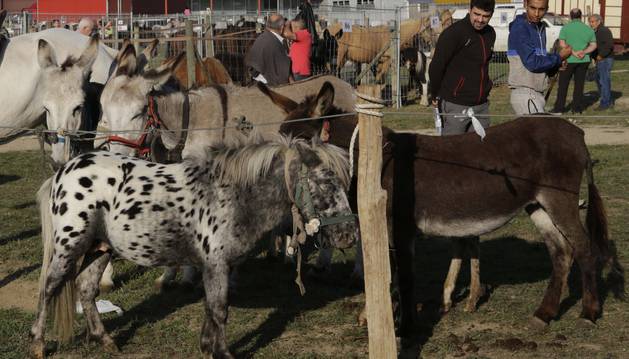 Foto de un total de 225 ejemplares llenaron la mitad de los corrales instalados por el Ayuntamiento.