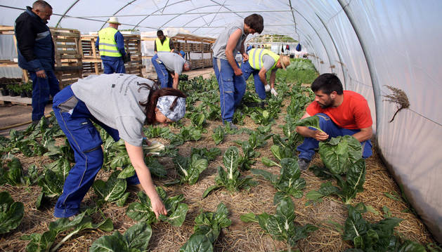 Escuela-taller de agricultura ecológica promovida en 2016 por la agrupación 'Calibus' de ayuntamientos de Ablitas, Barillas, Monteagudo y Tulebras. Formó a 15 parados riberos.