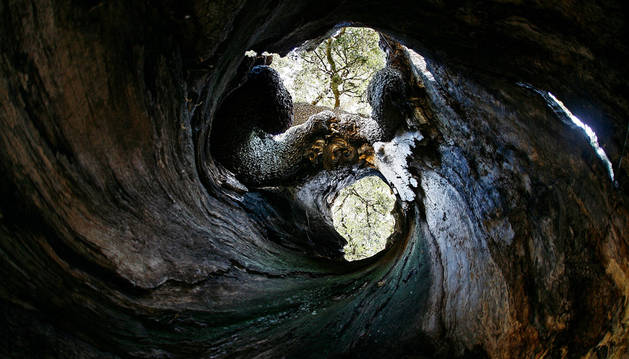 Imagen del interior del tronco hueco del Encino de las Tres Patas, ubicado en el concejo de Mendaza.