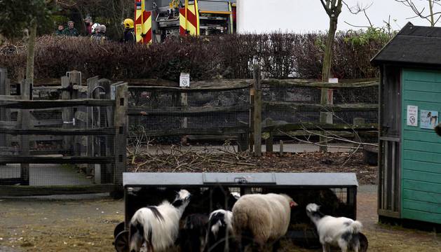 Incendio en el zoo de Londres