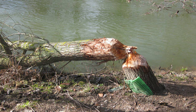 Pamplona estudia poner mallas en los árboles para evitar daños de los