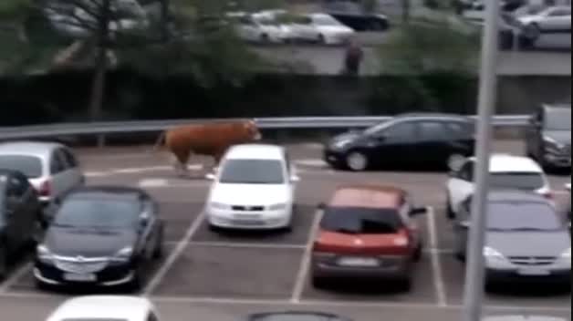 Abatido con un disparo un buey que andaba suelto por Llodio