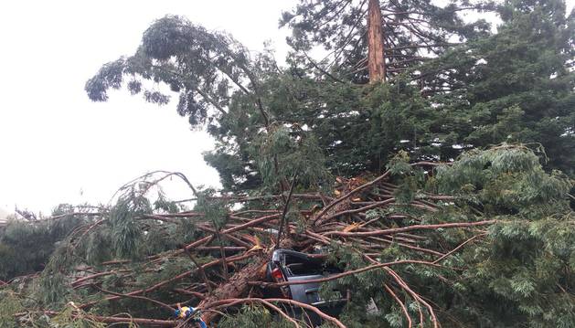Varios heridos tras la caída de un árbol en la Universidad de Navarra