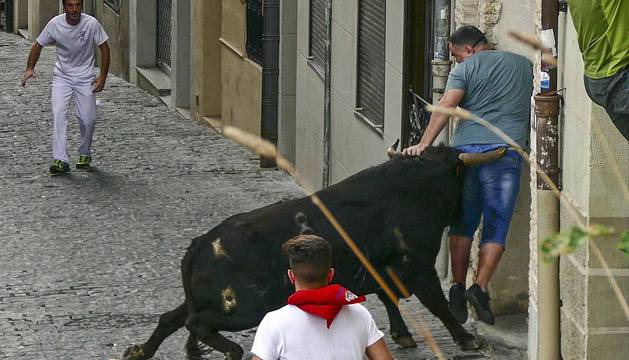 La cornada del primer encierro de novillos de Estella en imágenes