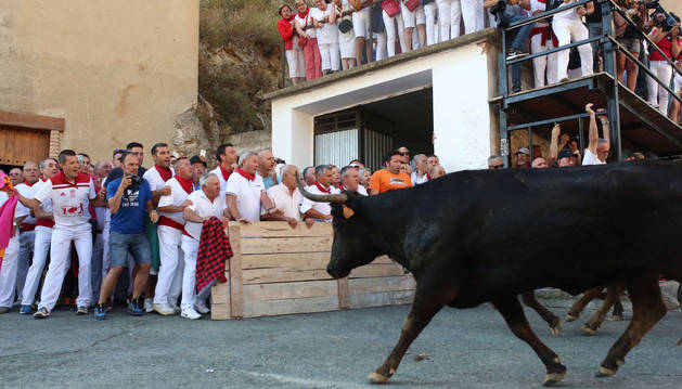 El segundo encierro del Pilón de Falces se completa en 1 minuto y 30 segundos y no deja heridos.