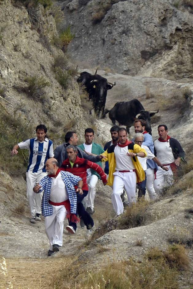 Imágenes del séptimo encierro del Pilón de las fiestas de Falces 2018 (18 de agosto)