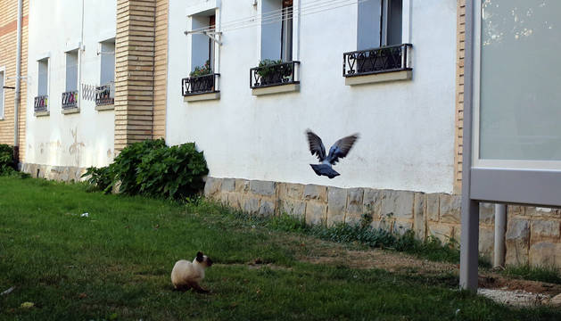 foto de Basta dar una vuelta con cautela para ver a estos animales pululando por la zona.