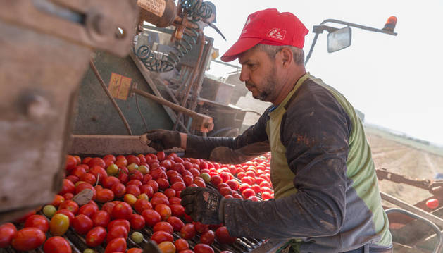 Una persona selecciona el tomate en una máquina en el mismo campo, nada más recolectarlo.