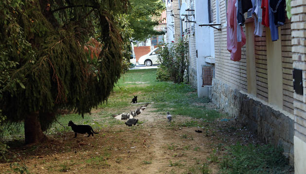 Gatos y palomas en un patio interior de un bloque de viviendas del barrio de la Txantrea.