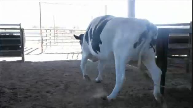 La vaca más grande de Astralia mide casi 2 metros y pesa 1.400 kilos