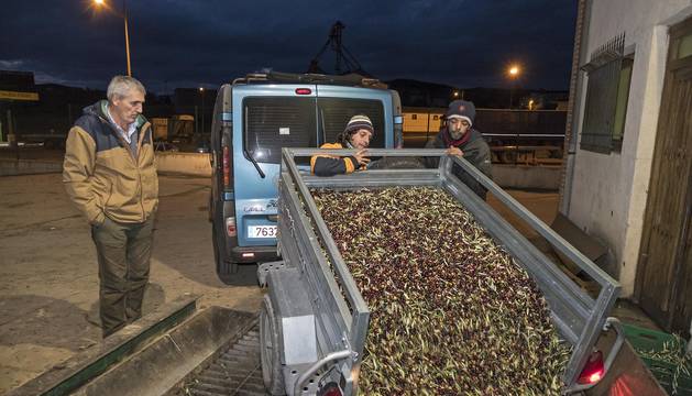 Un remolque en plena descarga de la oliva, cuya recogida había alcanzado el 90% en el ecuador de esta semana prenavideña.