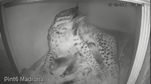 Nacen tres linces ibéricos en Doñana