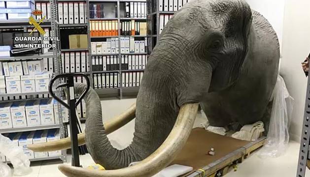 Cae una red de comercio ilegal de especies protegidas