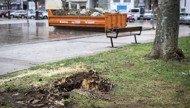 El chopo que cayó el martes fue troceado y depositado en un contenedor. Ayer se talaron otros dos.