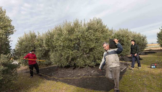 Miguel Ángel Jiménez Sanz, junto a sus hijos Néstor y Javier Jiménez Arellano, en su huerto de olivos de Corella.